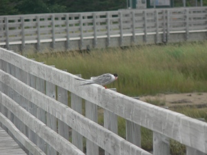 An arctic tern on the boardwalk to Kelly's Beach