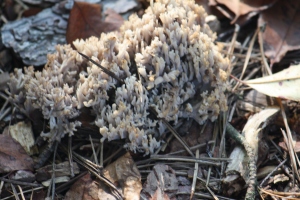 The name of this mushroom should be coral mushroom.