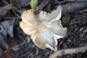 Star or flower mushroom?